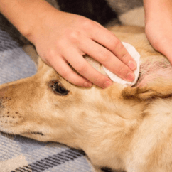 Ear Cleaning - Professional pet grooming service at Groomingdale's Pet Salon in Lakewood, WA. Affordable and stress-free grooming for all breeds.