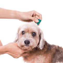 Flea and Tick Treatment - Professional pet grooming service at Groomingdale's Pet Salon in Lakewood, WA. Affordable and stress-free grooming for all breeds.