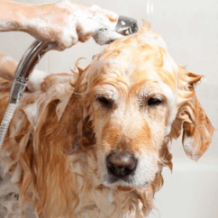 Full Service Bath - Professional pet grooming service at Groomingdale's Pet Salon in Lakewood, WA. Affordable and stress-free grooming for all breeds.