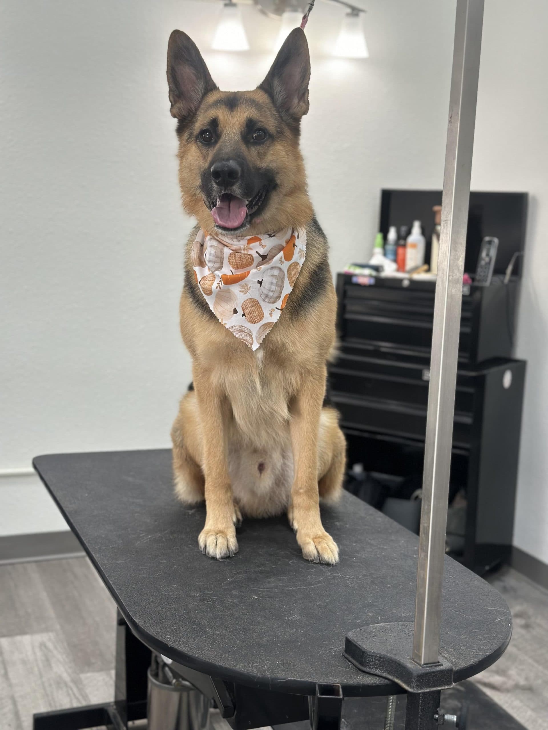 German Shepherd with bandana on grooming table