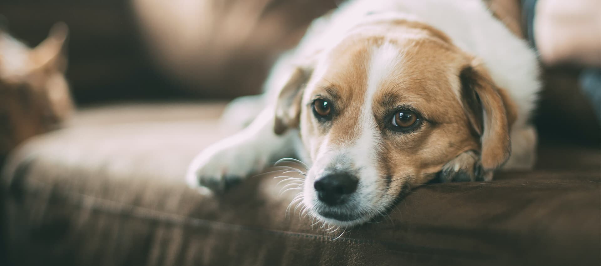 Gland Expression - Professional pet grooming service at Groomingdale's Pet Salon in Lakewood, WA. Affordable and stress-free grooming for all breeds.