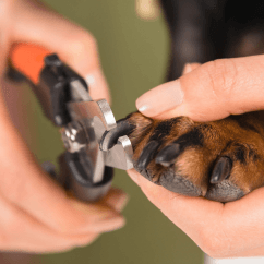 Professional Nail Clipping at Groomingdale's Pet Salon in Lakewood, WA - Nail Clipping service for pets in Lakewood for pe...