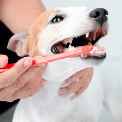 Teeth Brushing - Professional pet grooming service at Groomingdale's Pet Salon in Lakewood, WA. Affordable and stress-free grooming for all breeds.