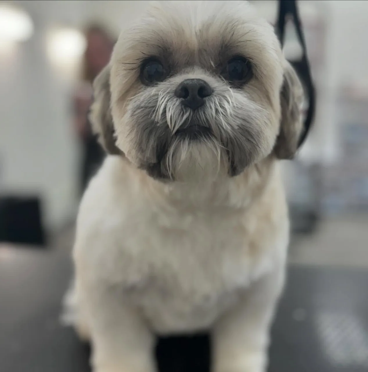 Professionally groomed white Shih Tzu at Groomingdale's Pet Salon in Lakewood - affordable dog grooming
