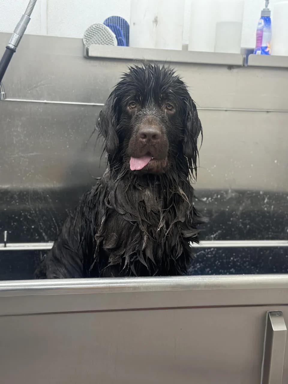 Black dog enjoying bath time