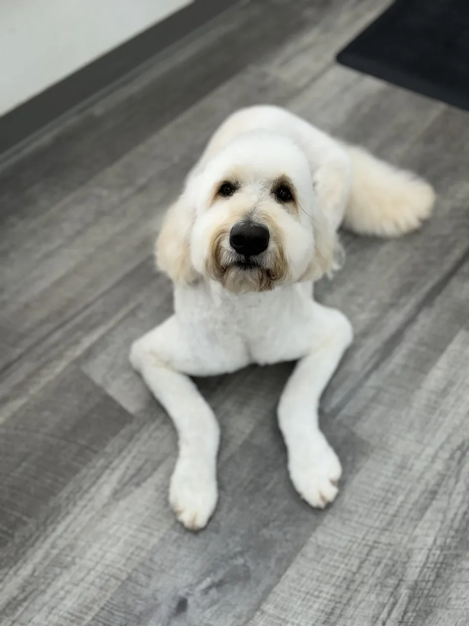White fluffy dog lying on floor