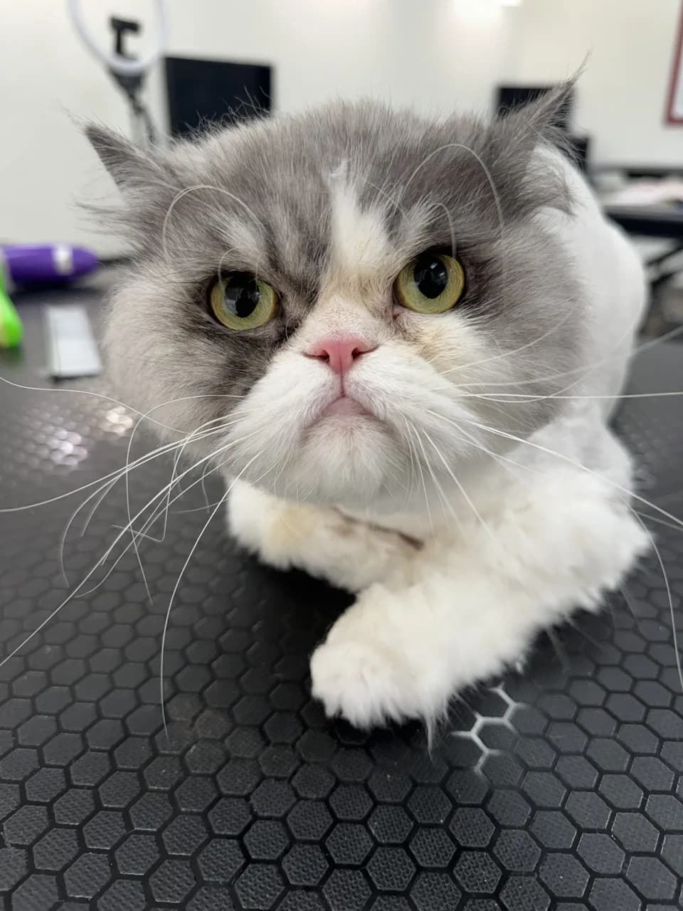 Gray and white Persian cat on grooming table