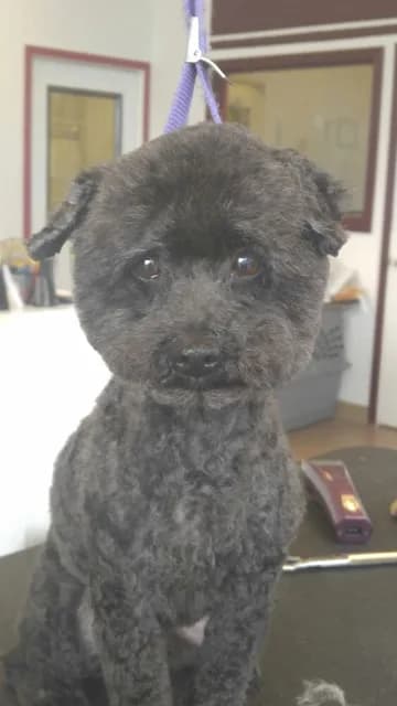 Small black dog with curly fur on grooming table