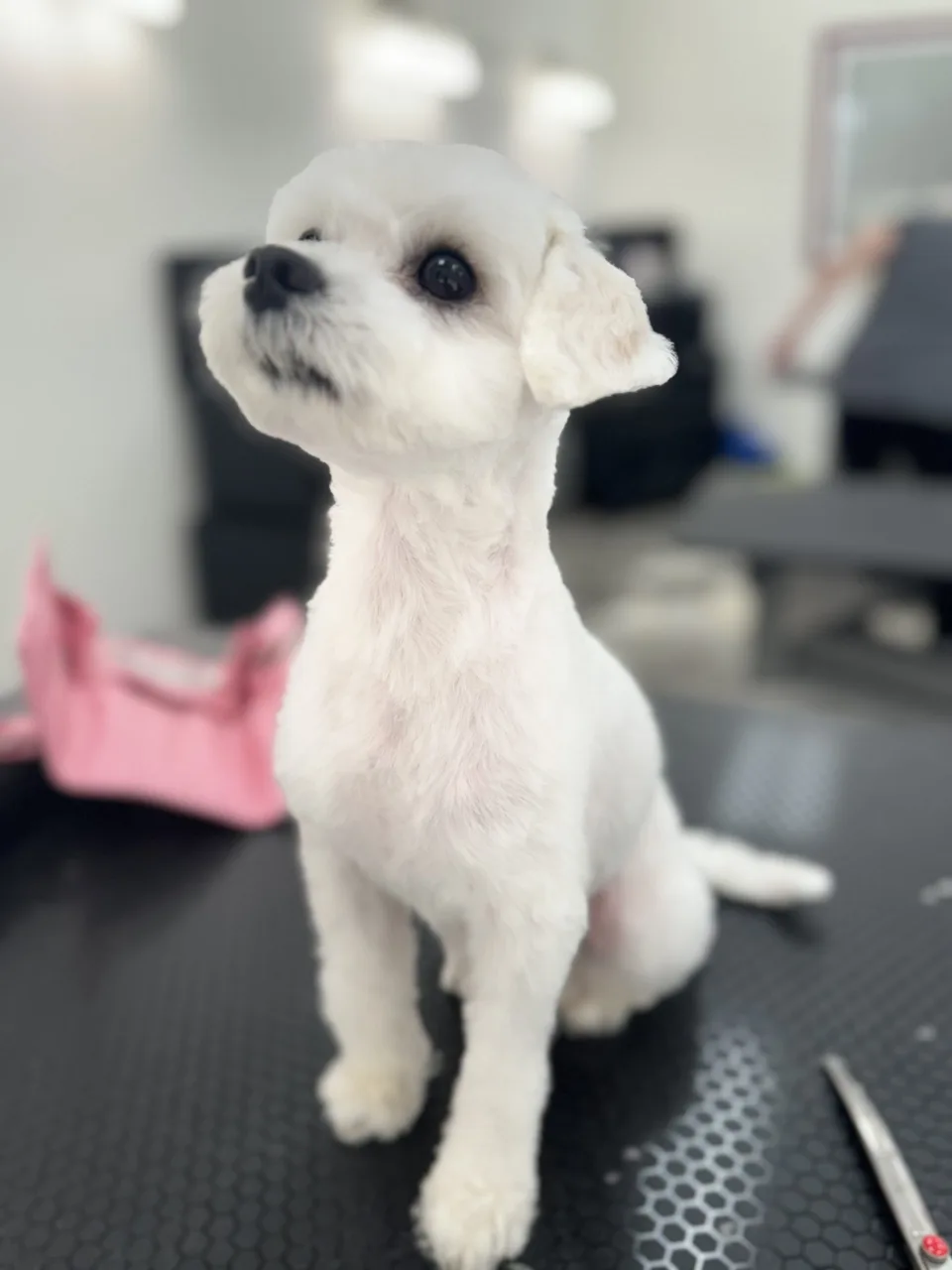 Cute white dog at Groomingdale's