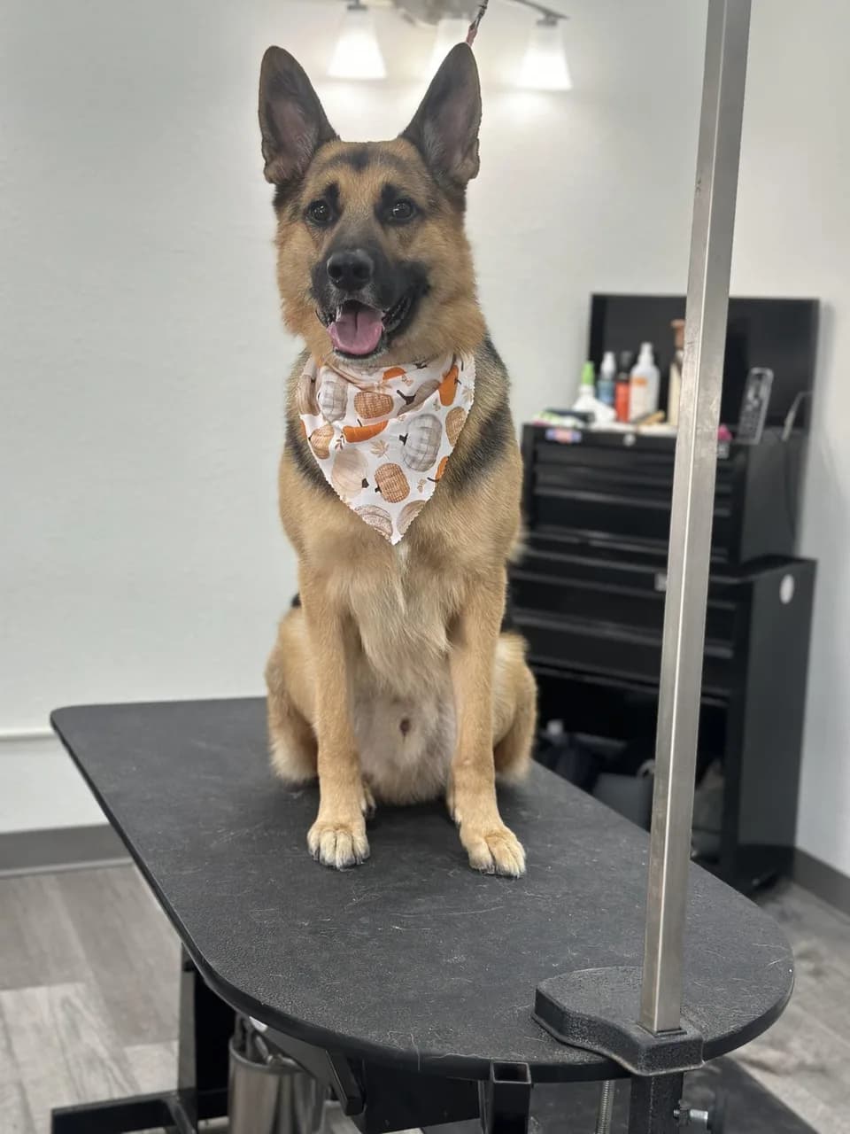 German Shepherd with bandana on grooming table